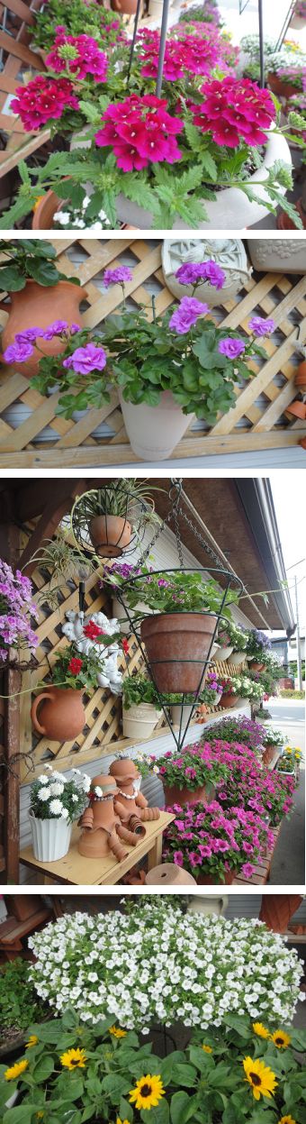 雨に打たれたお花も元気になりました。