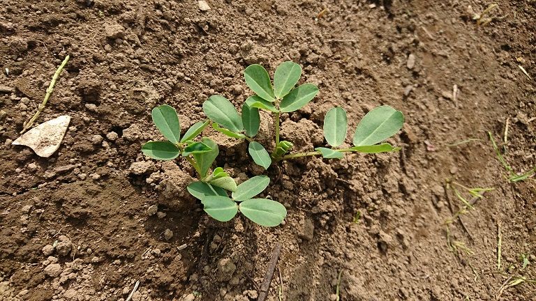 落花生の発芽 ほっとする音楽 猫 野菜作り 楽天ブログ