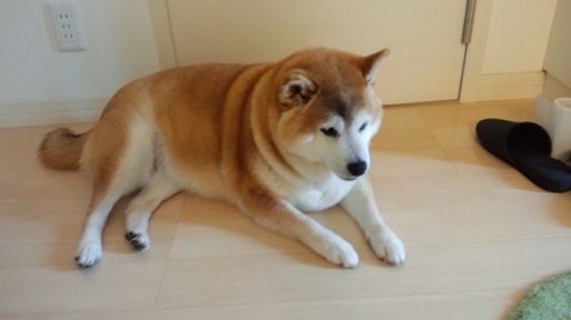 9日目チャッピー.jpg