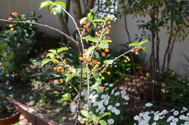 DSC_9609.JPG