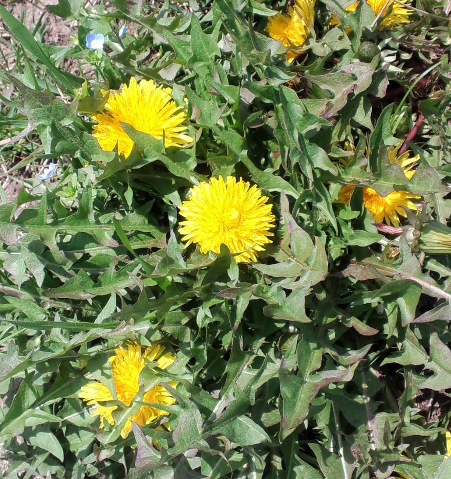 蒲公英 たんぽぽの季節 60ばーばの手習い帳 楽天ブログ