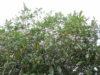IMG_9938ss.jpg