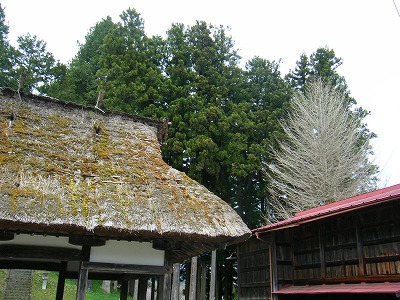 荘川里山2