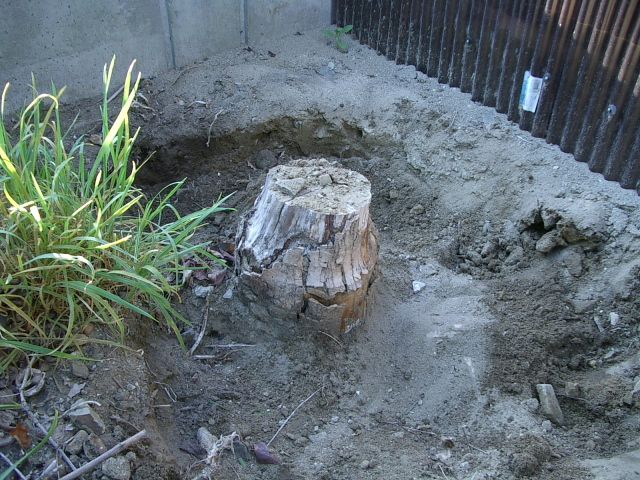 庭木の抜根 作業編 隣の芝生 楽天ブログ