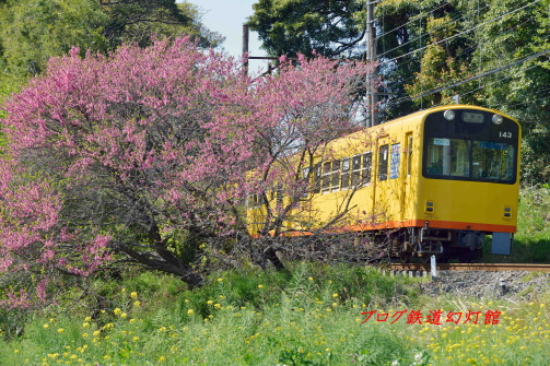 三岐鉄道ナローゲージの春景色