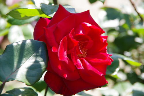 谷津バラ園のバラの花