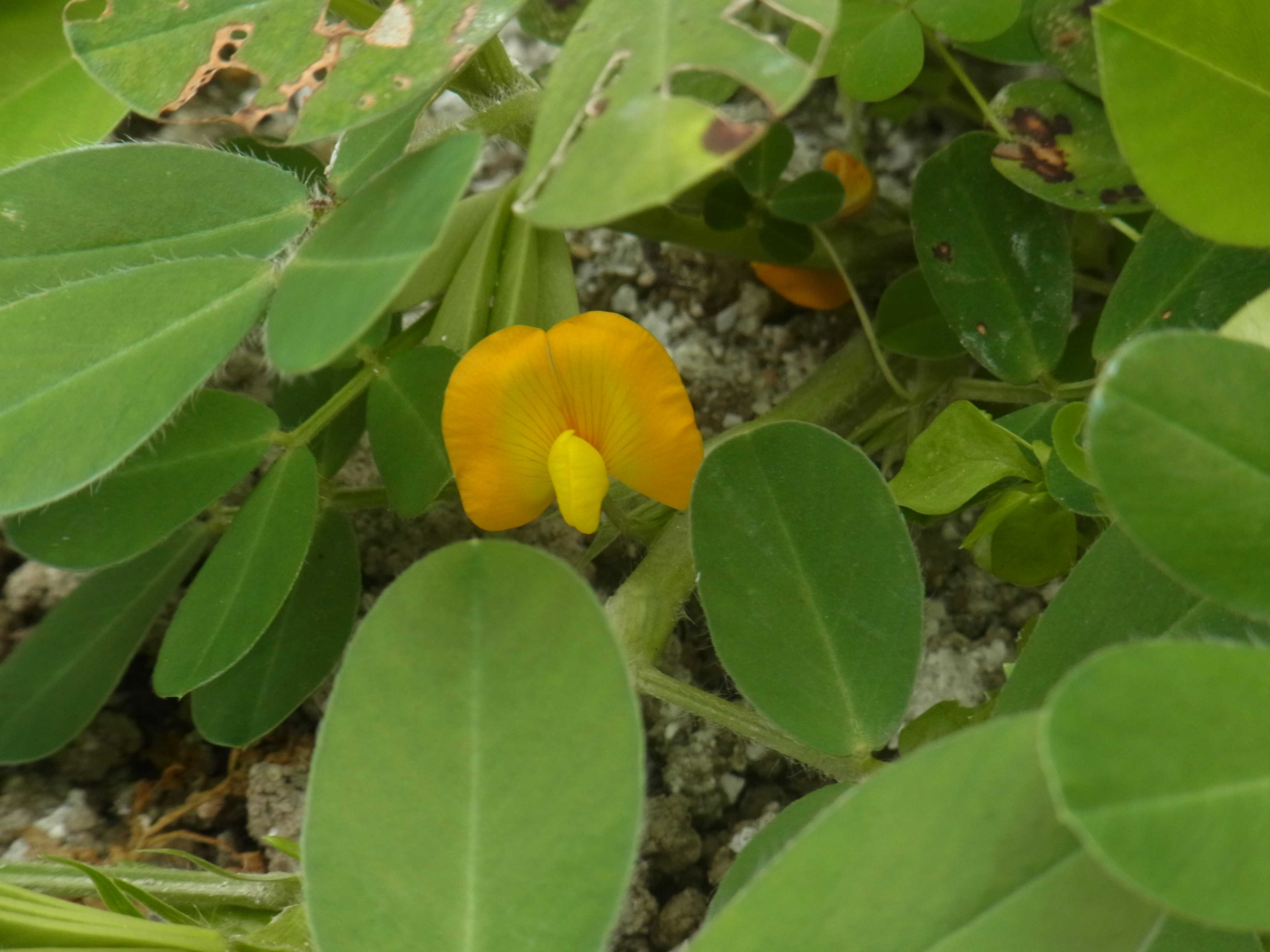 落花生 ピーナッツ の花 夢みるきのこ 楽天ブログ