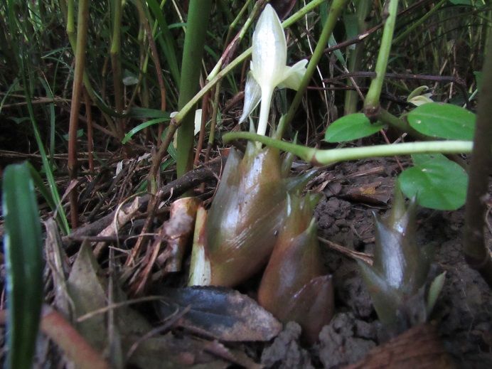 茗荷の花 薬師堂だより 楽天ブログ