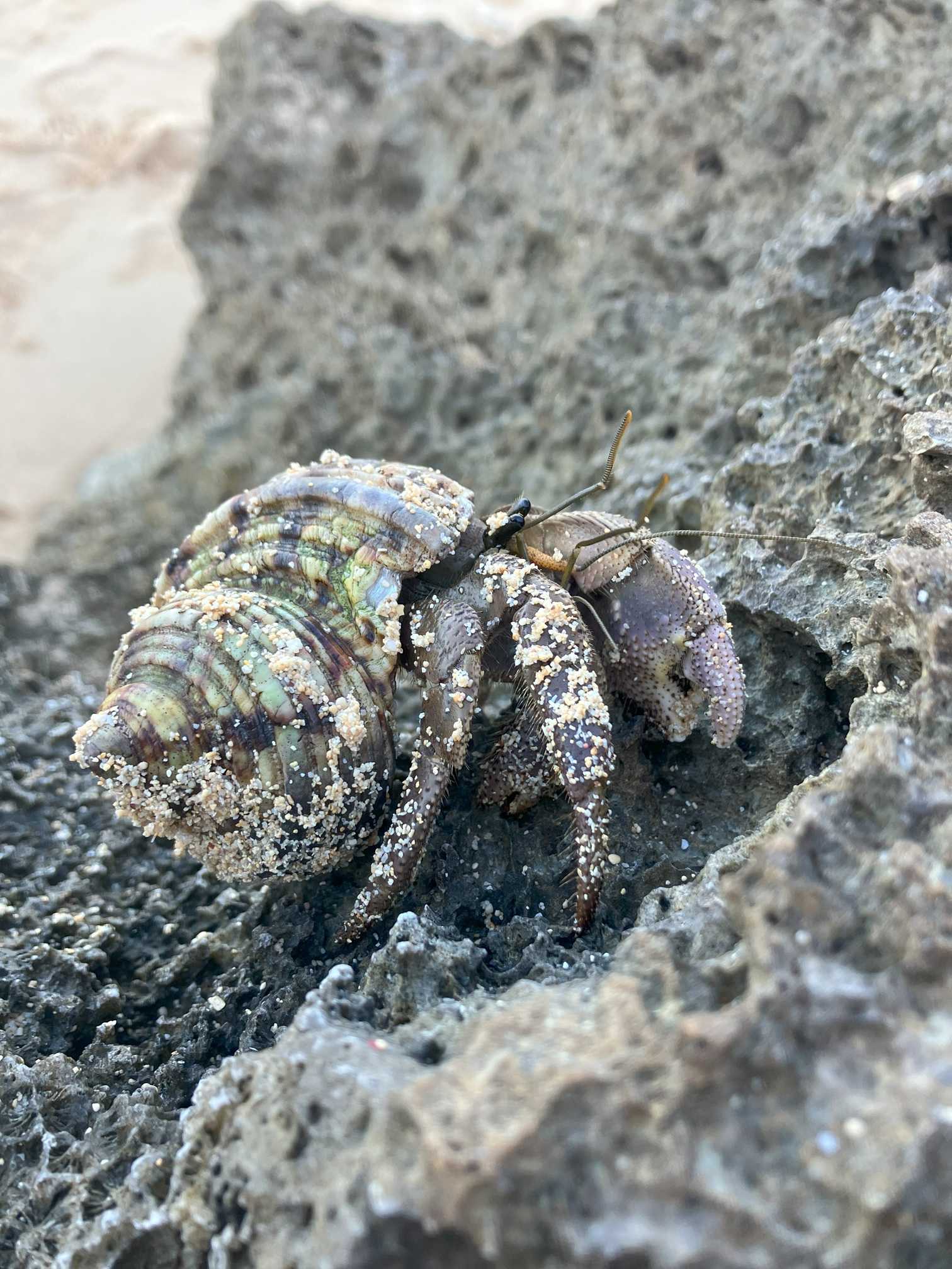 リゾートイン西表島 近くのまるまビーチ　オカヤドカリ