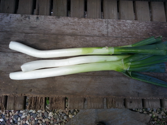 20131208ネギ.jpg