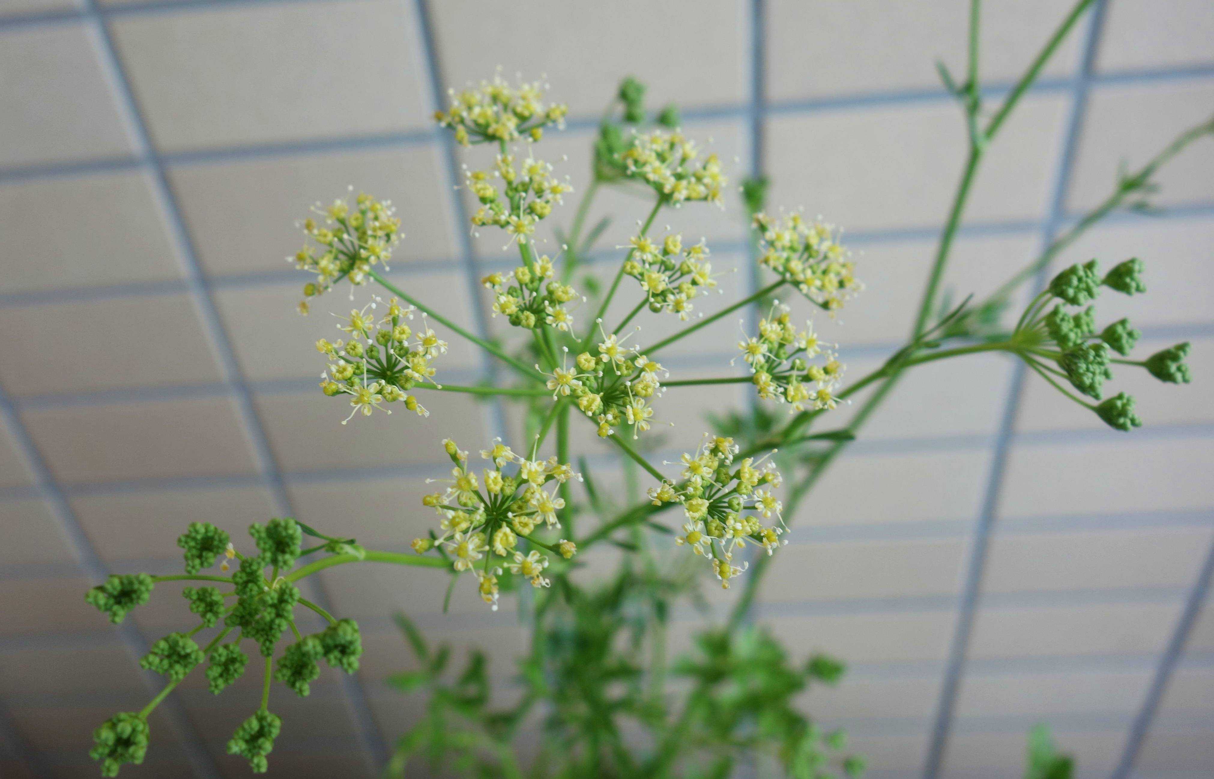 ハーブ 植物 きのう何食べた Memorandum Diary 楽天ブログ