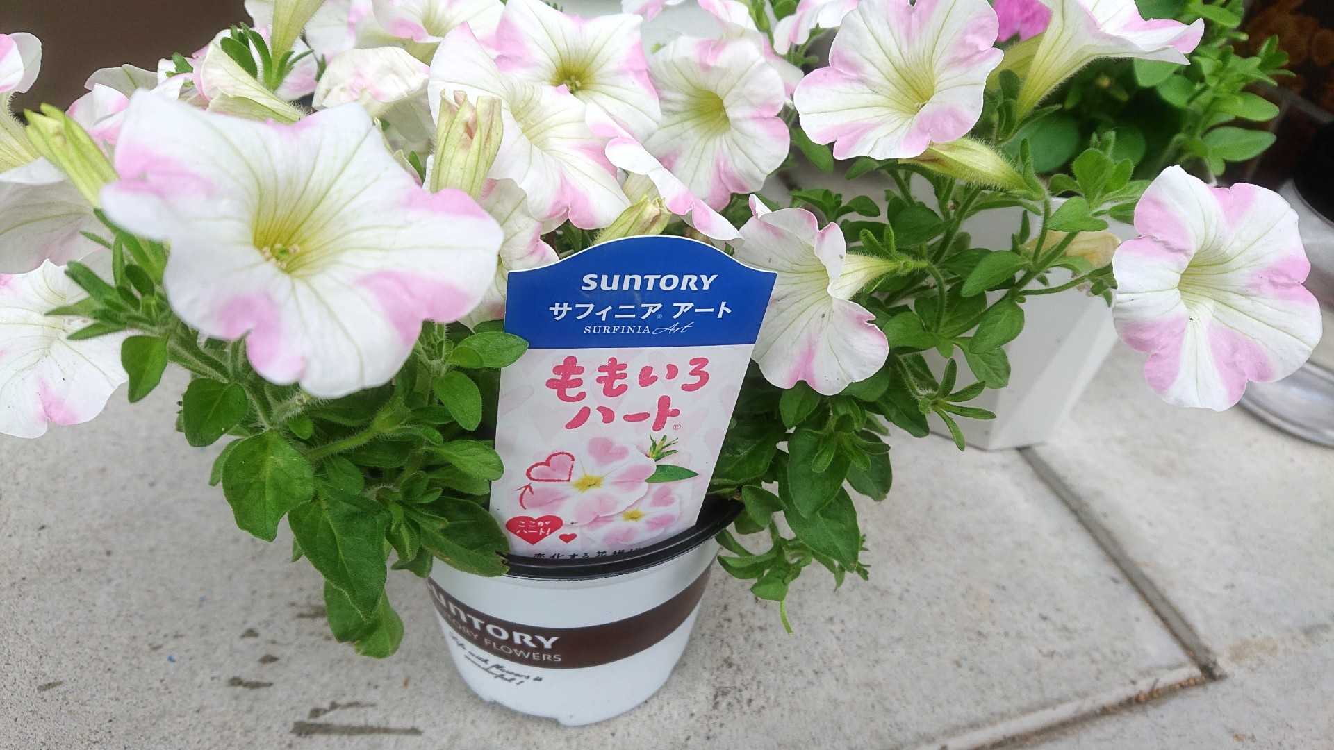 Suntory サフィニアアート ももいろハート ぽれぽれっと 楽天ブログ