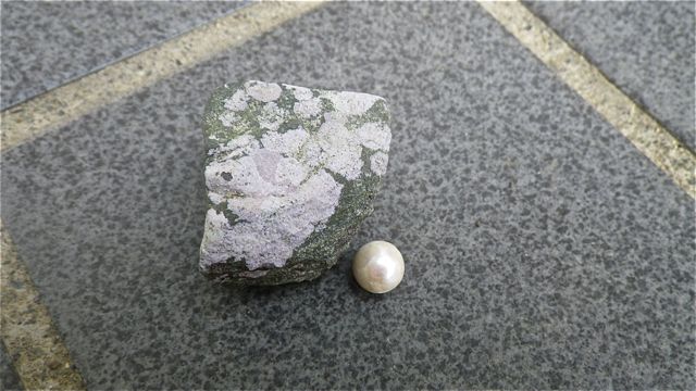 串本の真珠.jpg
