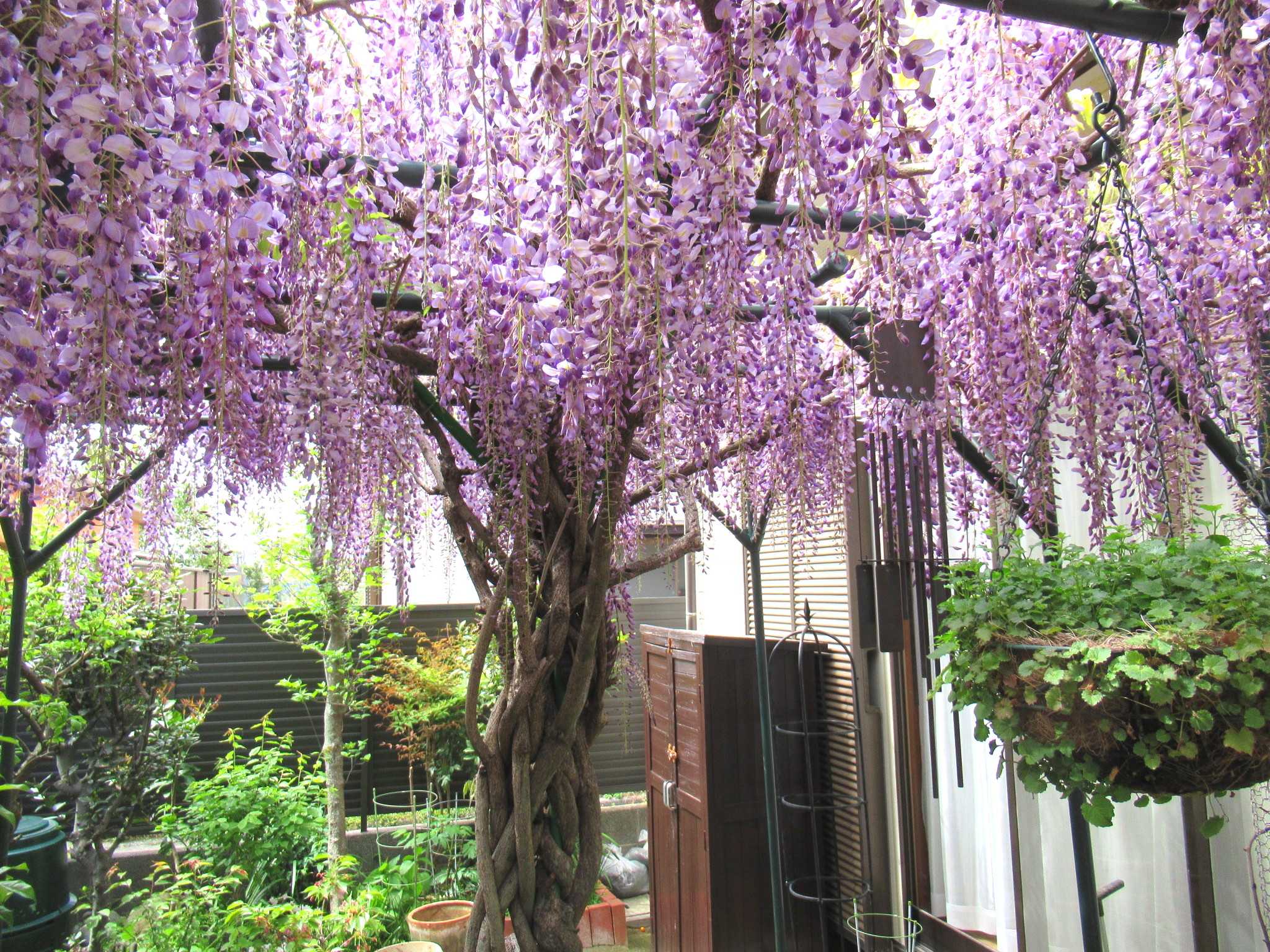 Jozpictsisqu4 最も欲しかった 小さい 藤棚 作り方 小さい 藤棚 作り方