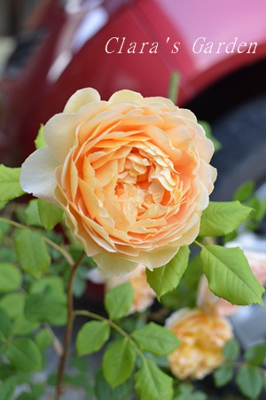 DSC_0008.JPG