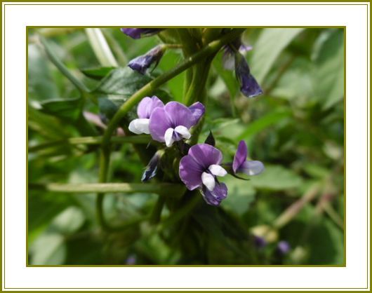 ９月15日 蔓豆の巻きつく姿秋の蝶 花の歳時記 天南星の魅力 山野草 楽天ブログ