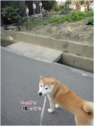 餅風1.jpg