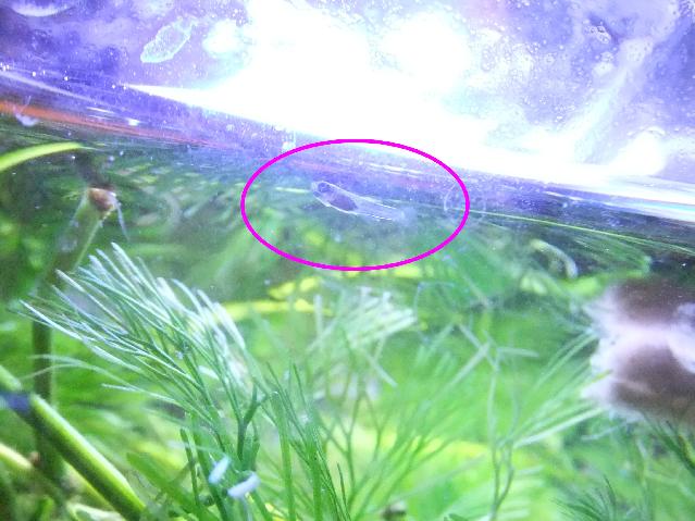 Dscf2734.jpg