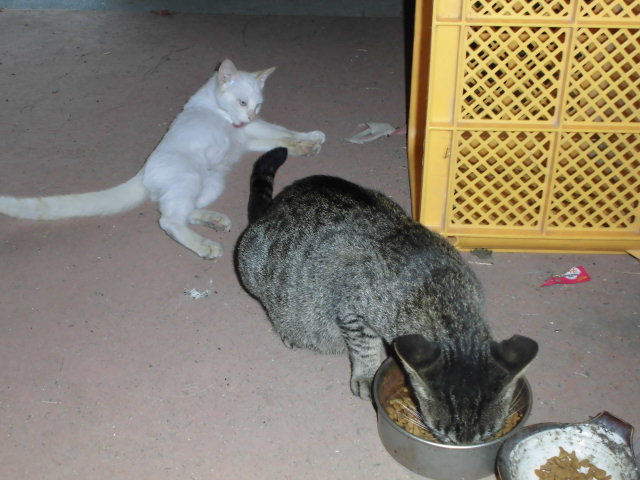 CIMG0450.JPG
