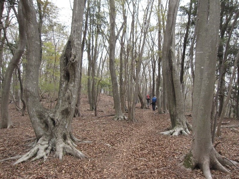 芽吹きから新緑へ.JPG