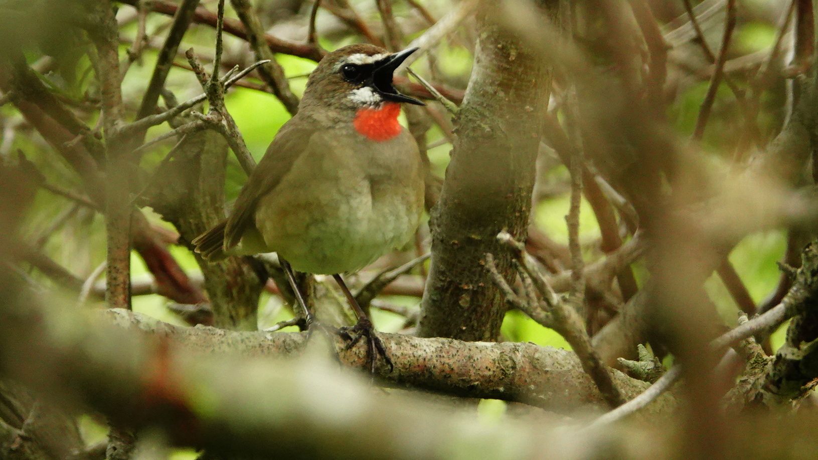北海道放浪記 19 野鳥 ノゴマ アウトドア親爺の徒然日記 楽天ブログ