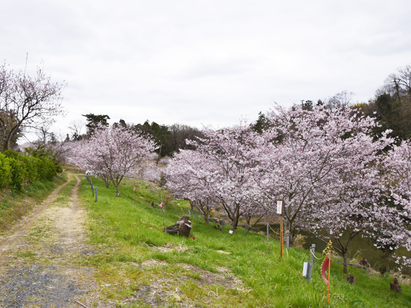 小江川1000本桜・2025 | 見栄子の熊谷らいふ♪ - 楽天ブログ