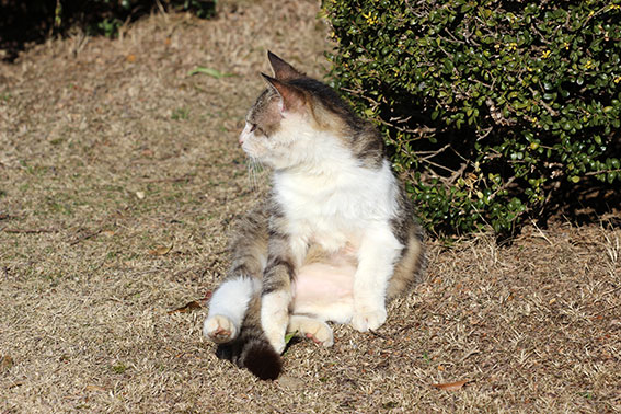 我が家のニャンコ♪2015/2/1-2