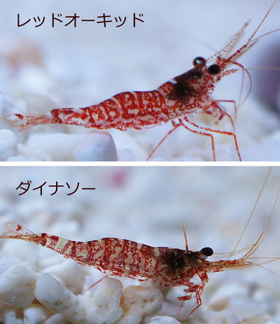 レッドオーキッド＆ダイナソー