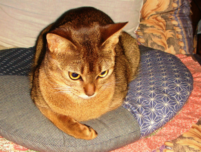 DSC08037.jpg