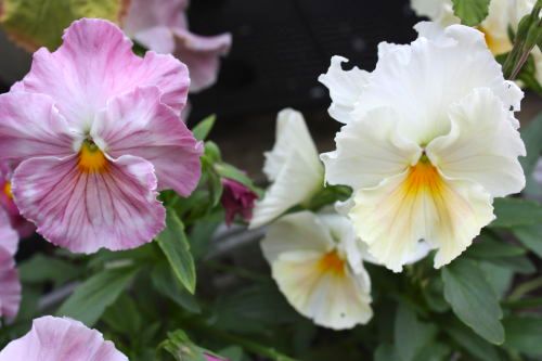 20150516-2-02.jpg
