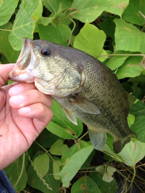 rblog-20140618124216-01.jpg