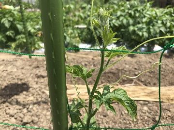 ゴーヤの摘芯 チョロミィの家庭菜園日記 楽天ブログ