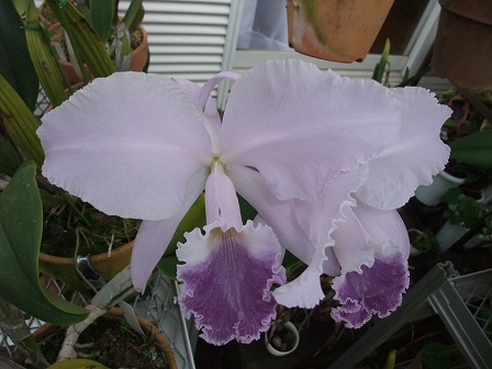 C. labiata coerulea 20130721-2