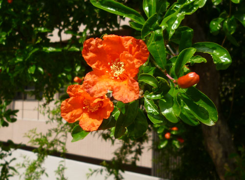 ザクロの花２.jpg