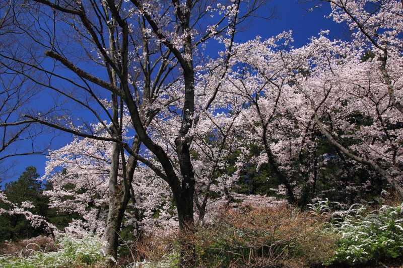 万博記念公園_003.jpg