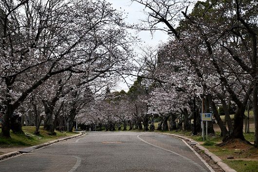 加古川の桜名所日岡山公園の桜 セッコク花工房 八竜園 楽天ブログ