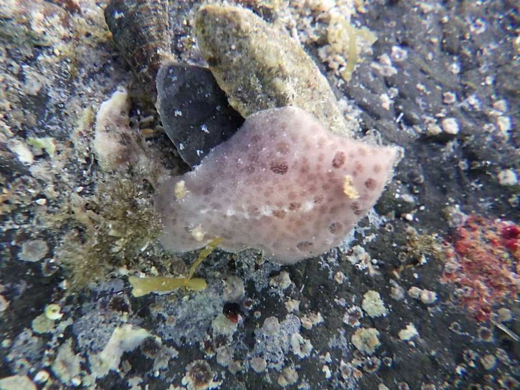 串本磯採集2023年8月上旬28　ツヅレウミウシ科の一種（Discodorid sp.）