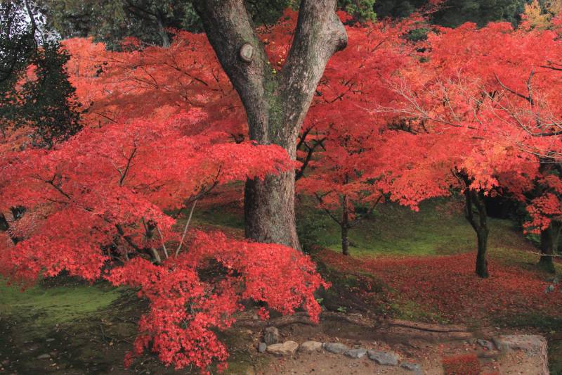 通天橋庭園_007.jpg