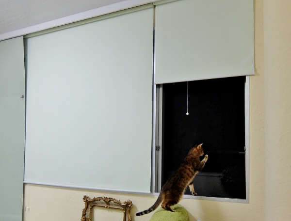 猫　英会話　DME
