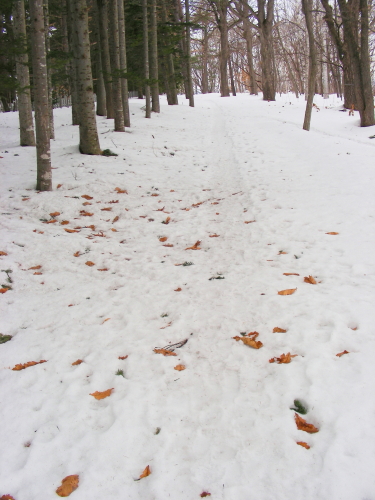 2017-03-16mori (2).JPG