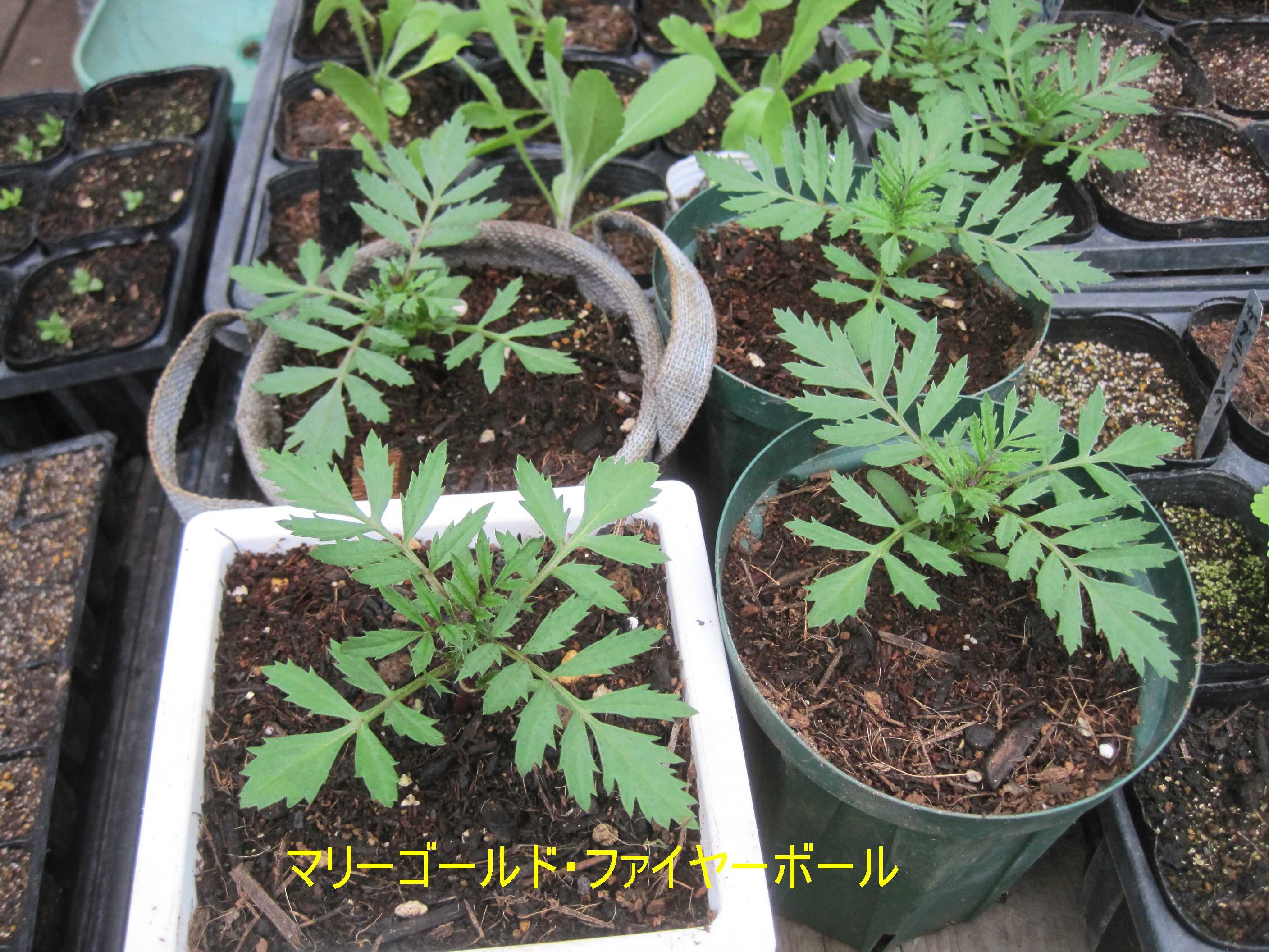 種まきして育てているマリーゴールド たねをまく日々 楽天ブログ