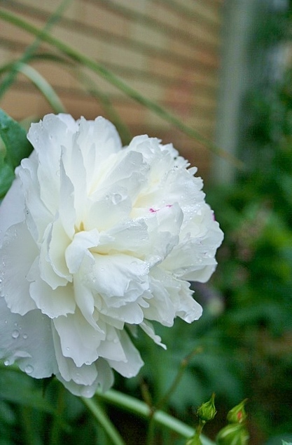 2014芍薬