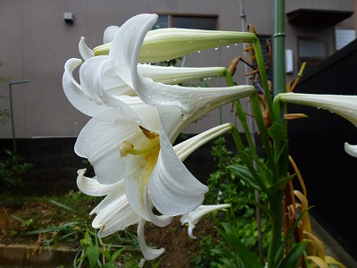 P1000120.jpg