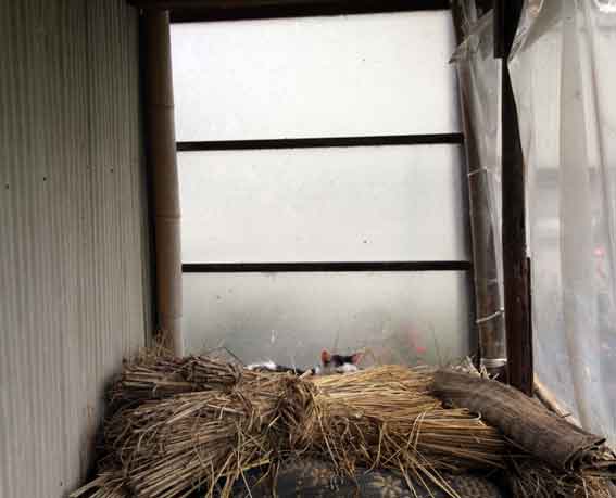 我が家のニャンコ♪2013/11/9-3