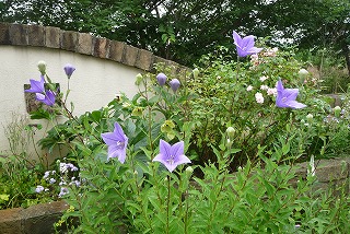 P1050073ss.jpg