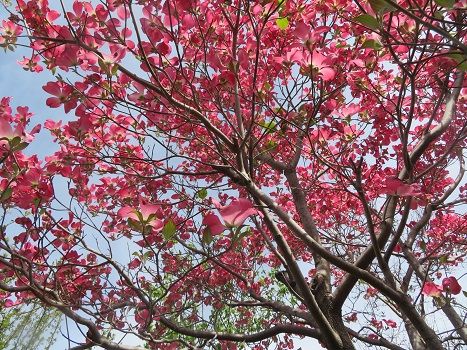ハナミズキ満開 ピンクのオダマキも素敵 道普請 静かな時が流れる 風の庭 楽天ブログ