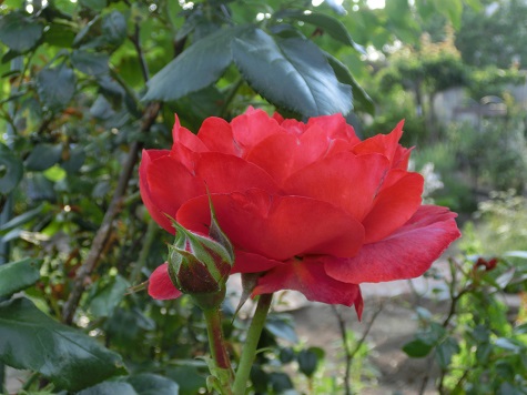 薔薇ホットココア