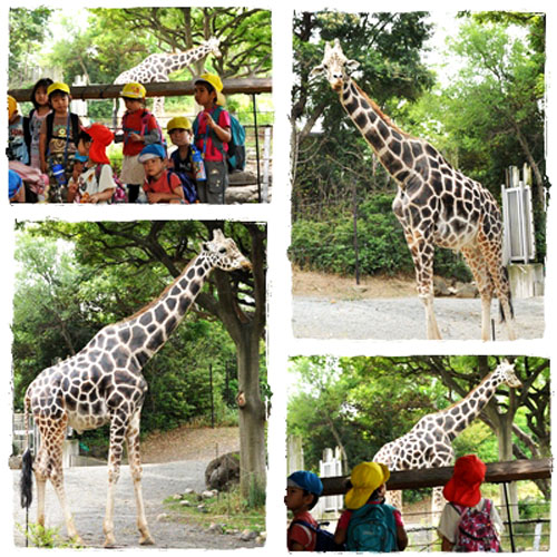キリン４枚