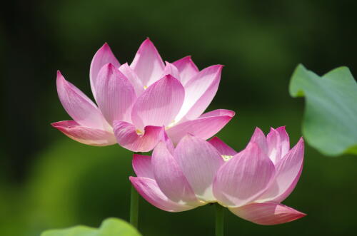 昭和記念公園のハスの花