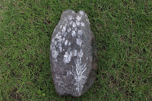 多摩菊花石